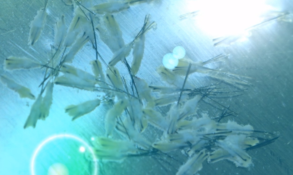 水中の海藻のイメージ
